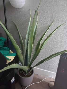 Indoor Green Aloe Vera Plant in Light Pot - Home Accents